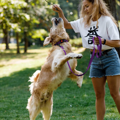 Reflective Dog Collar for a Small, Medium, Large Dog or Puppy with a Quick Release Buckle - Boy and Girl - Nylon Suitable for Swimming (18-26 Inch, Purple)